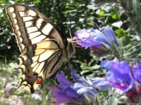accès aux 133 photos de Papillons du site Nareva Nature (2005-2006)
