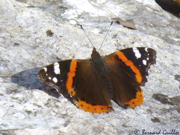 lien vers mes photos de papillons sur le site faune-paca.org de la LPO